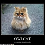 GATORUJA O porquê de a evolução ser tão interessante.