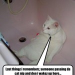 A última coisa que me lembro, alguém passando o catnip e então eu acordei aqui.