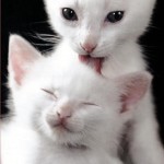 Baunilha é meu sabor favorito